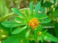 誕生花のないアメリカセンダングサ 亜米利加栴檀草 の花言葉 近寄らないで 陽気で騒がしい 花を取り囲む葉状の総苞 弥生おばさんのガーデニングノート 花と緑の365日 楽天ブログ