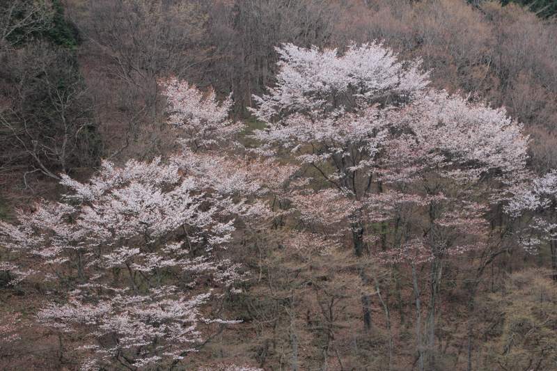 金剛山_10.jpg