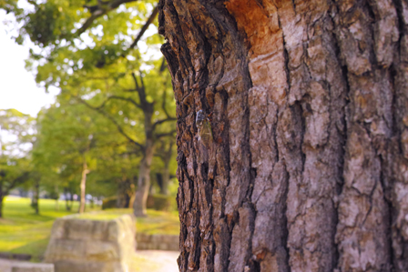 城見台公園のセミ.jpg