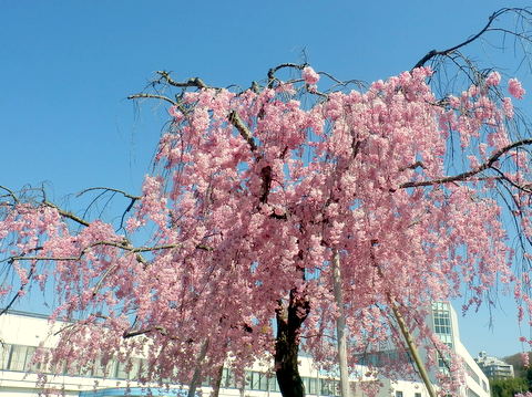 三菱の枝垂桜-3