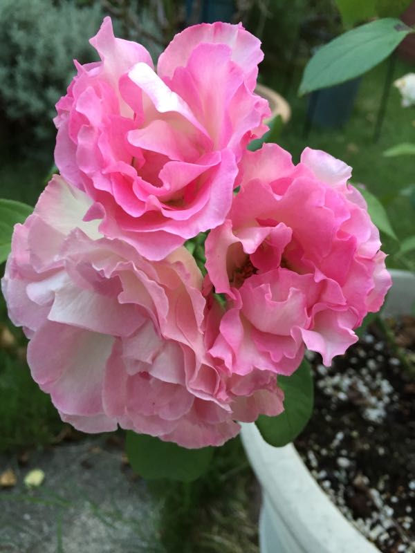 rblog-20160909235957-03.jpg
