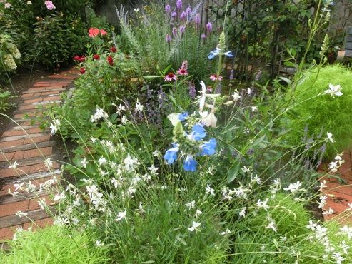 ガウラ コキア ボックセージの庭景色 セロリ保存食 静かな時が流れる 風の庭 楽天ブログ