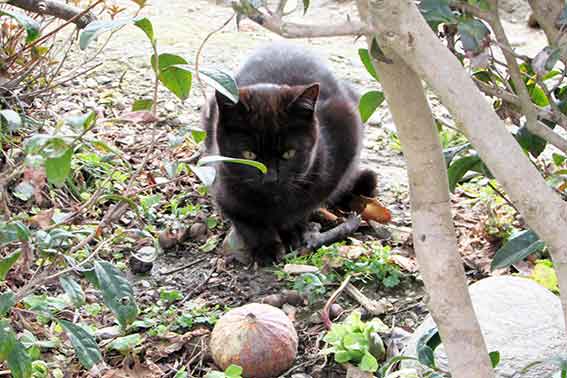 我が家のニャンコ♪2016/2/23-2