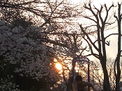 2015年公園の桜