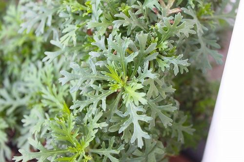 マーガレットの花は おとっつぁん いろいろやっちょります 楽天ブログ