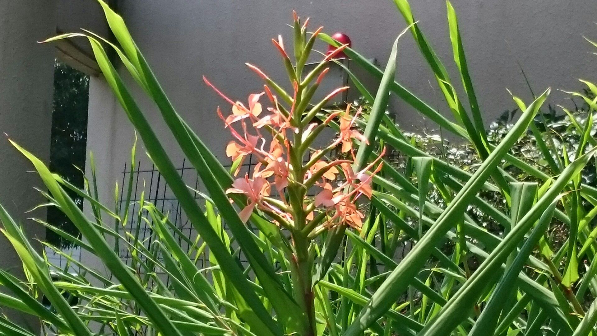 ハミングロードを花島公園までウォーキング 山への情熱 音楽への愛 楽天ブログ