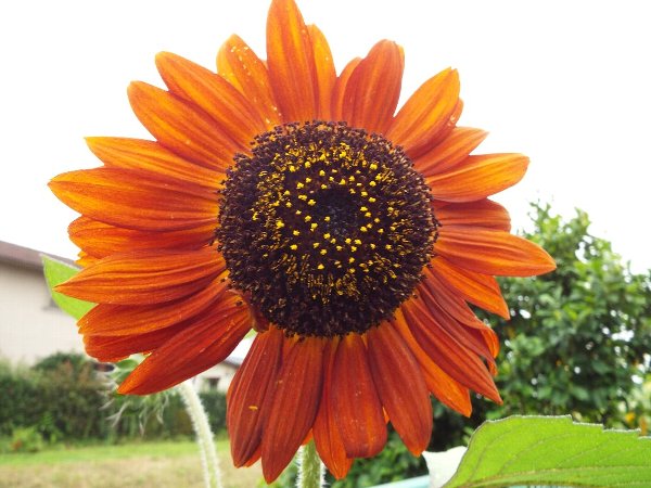 7-28 himawari-chokolate-b.jpg