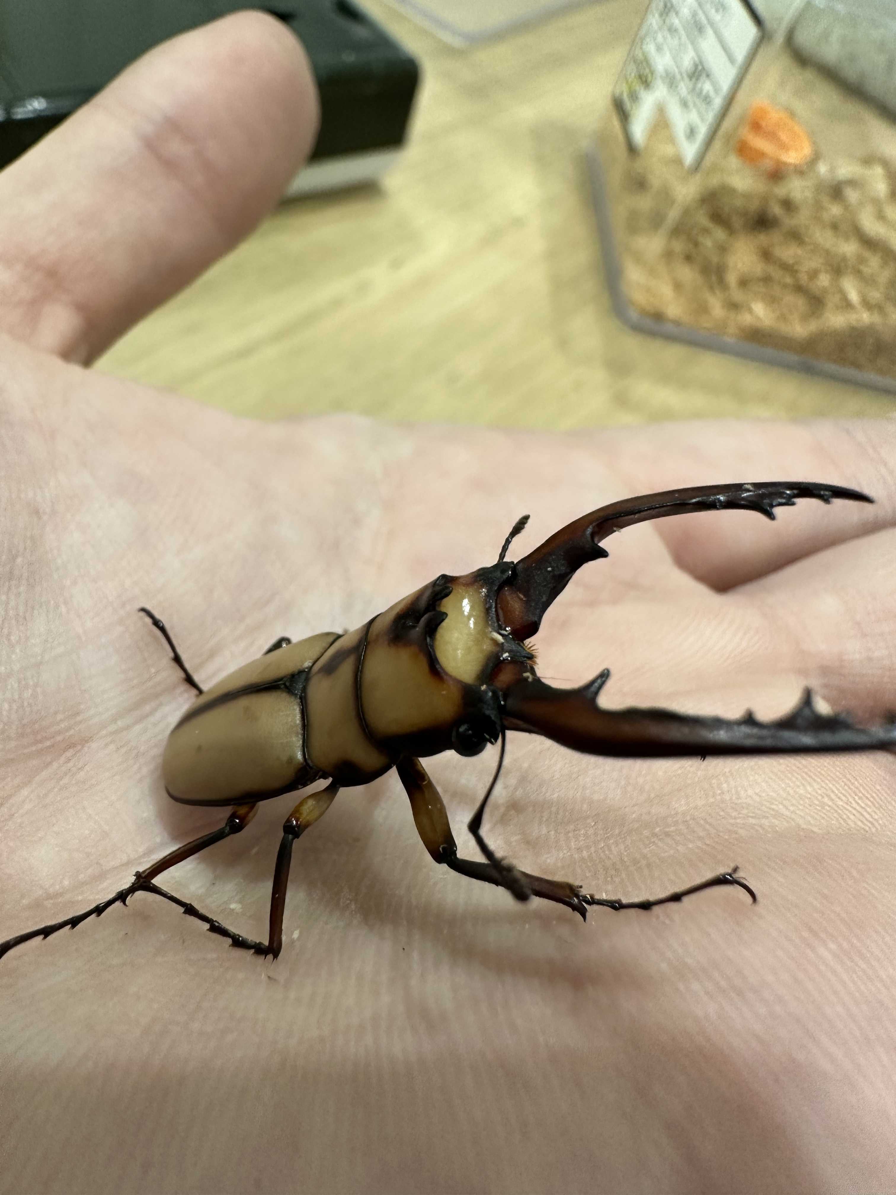 カネギエーテルノコギリクワガタ 紹介！ | まっさんカブクワ備忘録 