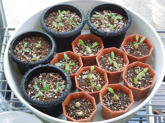 エブレネウム7-6ｰ1