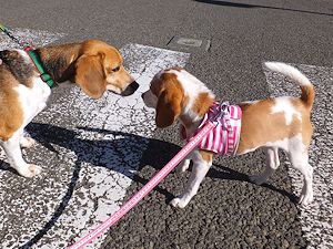 20140929ビーグル君