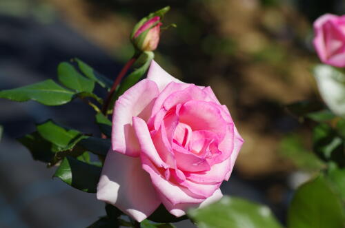 生田緑地ばら苑の秋薔薇