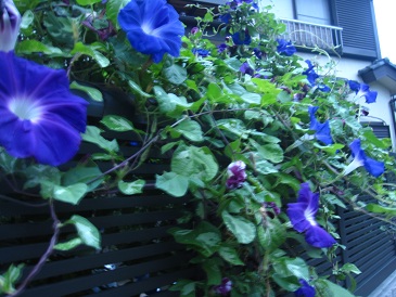 IMG_9826.JPG