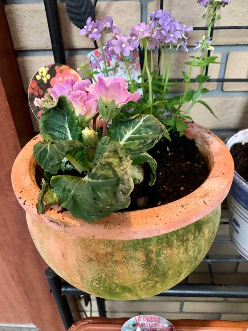 カインズホームで鉢 花苗を買いました 一口茶屋 整形外科へ行き 帰ってから花苗を植え付けました Music Land 私の庭の花たち 楽天ブログ