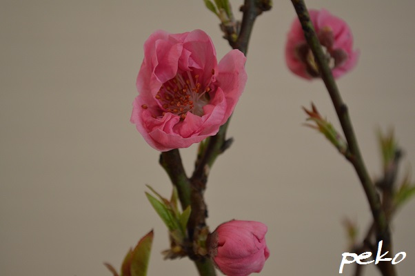 桃の花アップ