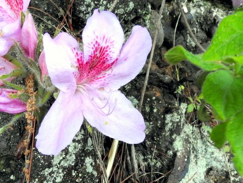 モチツツジの花は5弁ですが 上の3枚に赤い斑点がある ご存知でしたか 5月10日友が丘の崖でこの花を見ていて気が付きました 三田のいのしし 見て歩き日記 楽天ブログ