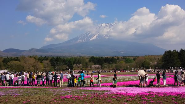 富士芝桜まつりの賑わい