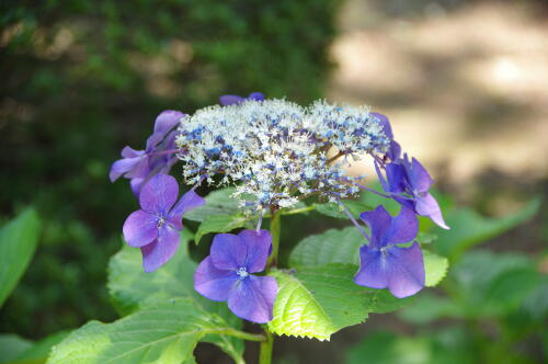 昭和記念公園の紫陽花