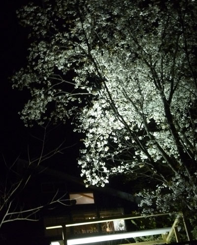 夜桜３.jpg