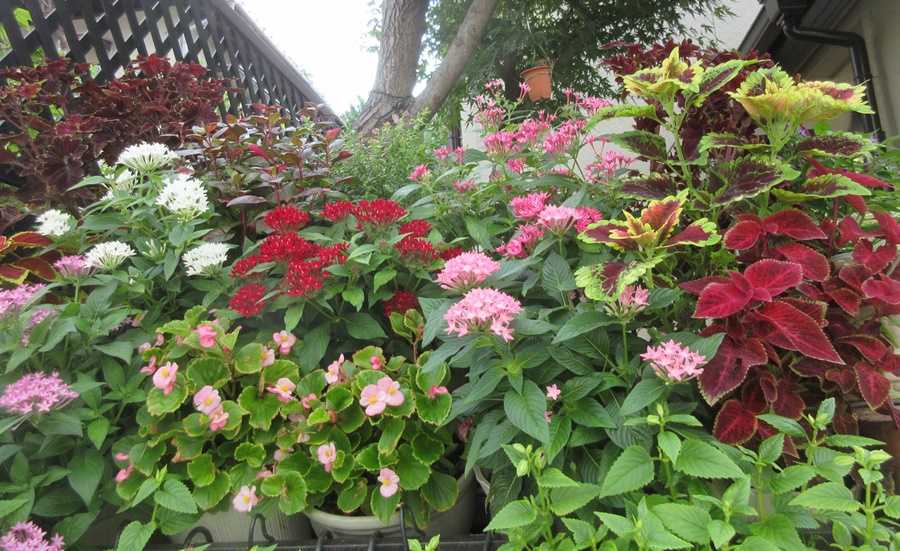 ペンタス 狭い庭を花いっぱいにする育て方 楽天ブログ