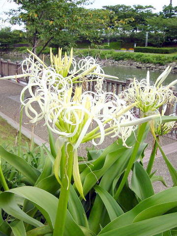 在来のハマユウ・季節の花300