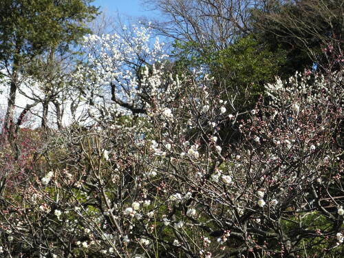 池上梅園