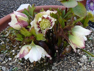 P1260796ss.jpg