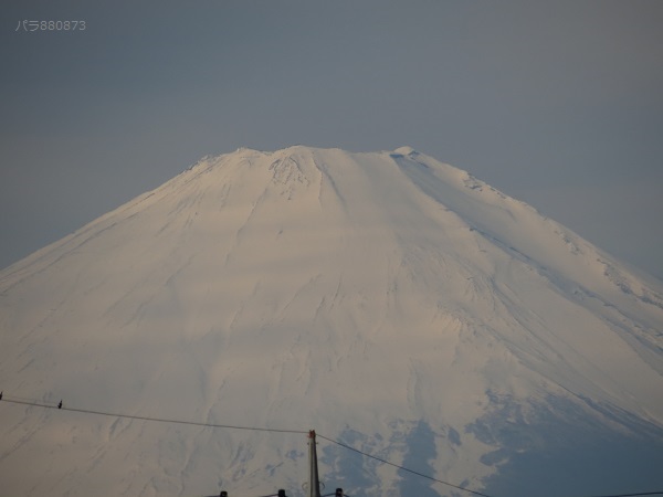 今年初の富士山です