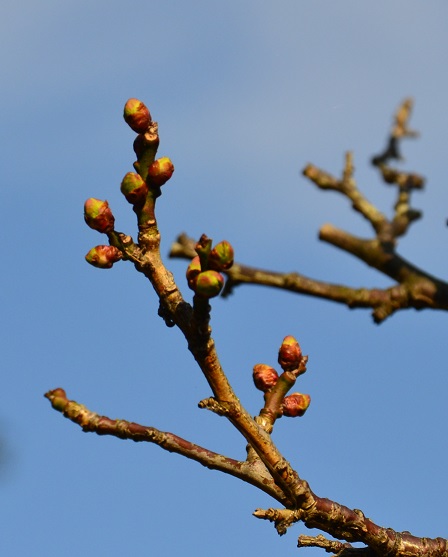 DSC_0243.JPG