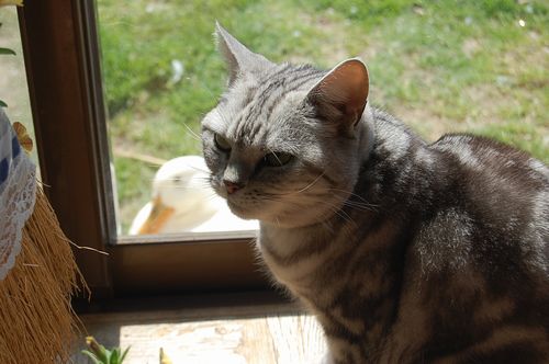 DSC_0083.JPG