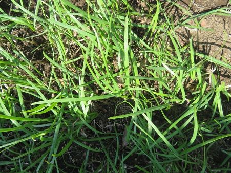蘇芳の花とニリンソウ。ネギ。保存食作り | 静かな時が流れる｢風の庭」 - 楽天ブログ