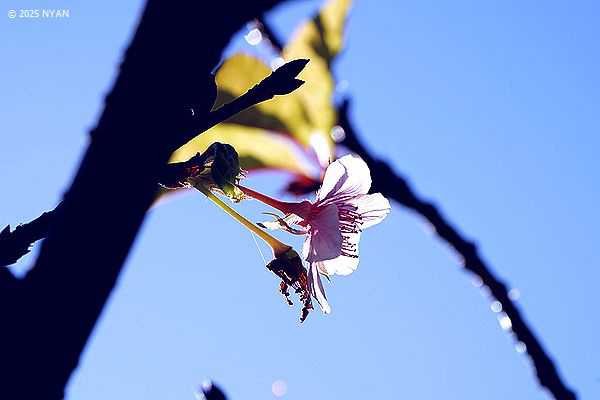 サクラ属（桜属、バラ科）