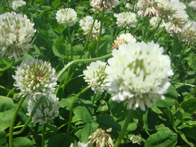 シロツメグサ 白詰草 とミツバチ Jinさんの陽蜂農遠日記 楽天ブログ