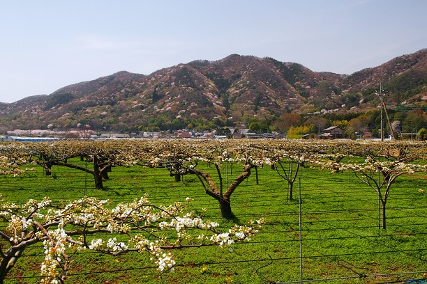 4.果樹園と山桜.JPG