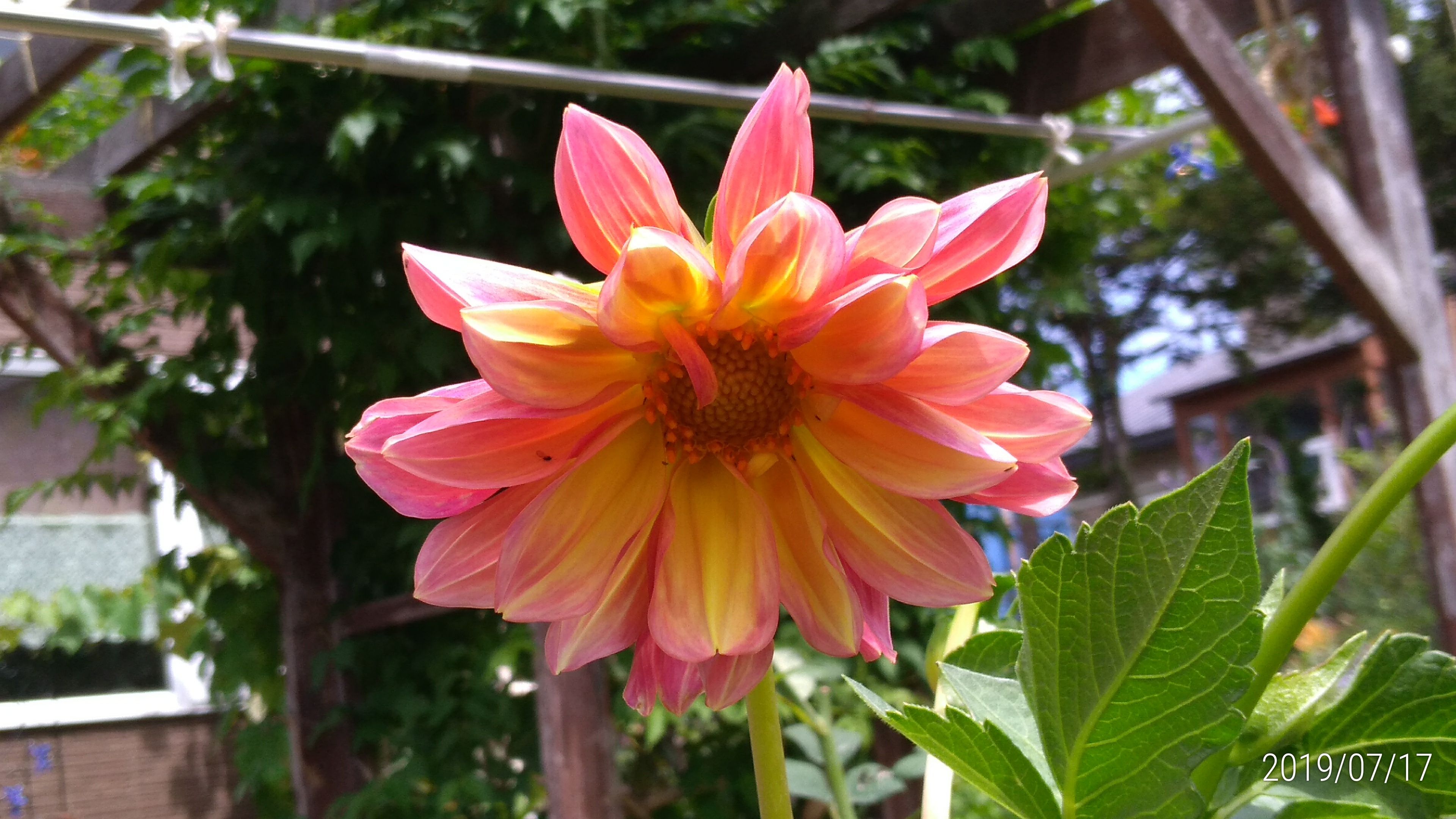 大株のアルストロメリアとオレンジ色のダリア 花に癒されて 楽天ブログ