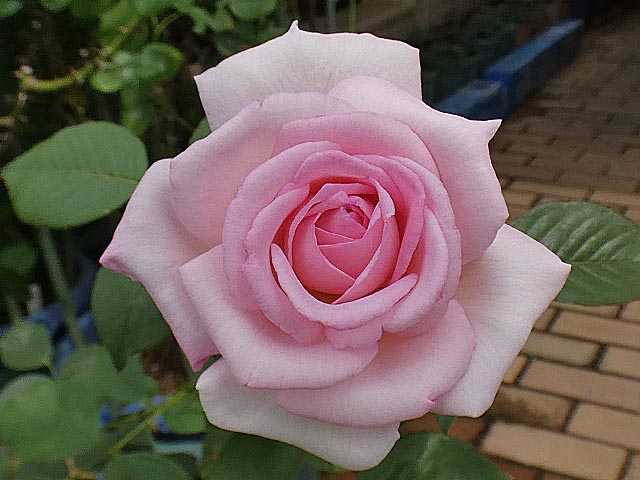 香りのフレグラントヒル 珍しい花色ツルミミエデン ボレロ アルシデュックジョゼフ 今日のベスト仮剪定 バラの美と香りを求めて 楽天ブログ