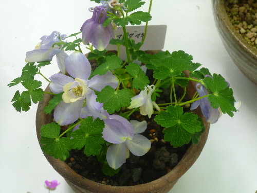 P1100327(1).JPG