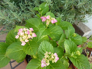 P1060488ss.jpg
