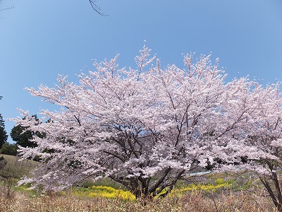 20140409矢倉沢上桜2