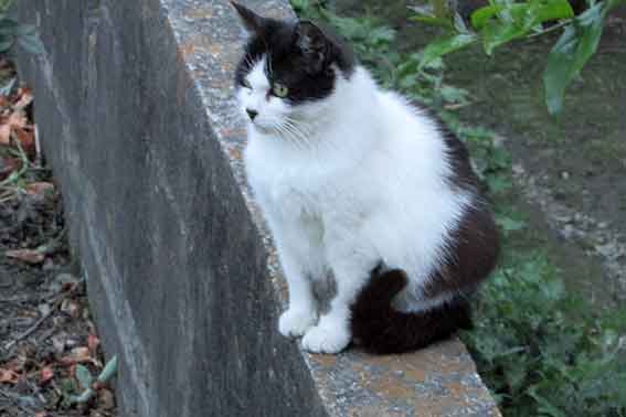 我が家のニャンコ♪2016/6/8-2