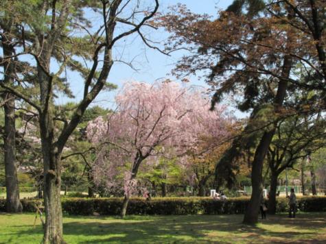 観照 再録 観桜 9 京都御苑 京都御所の桜 遊心六中記 楽天ブログ