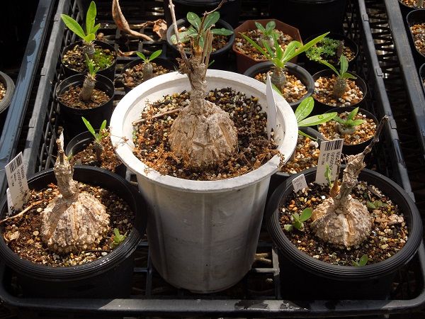 マテレアシクロフィラ(Matelea cyclophylla) | 小平太1098のブログ 