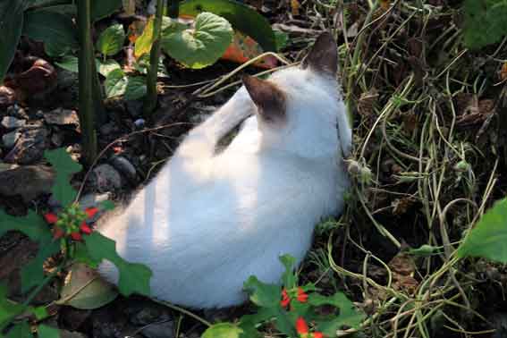 我が家のニャンコ♪2013/9/13-3