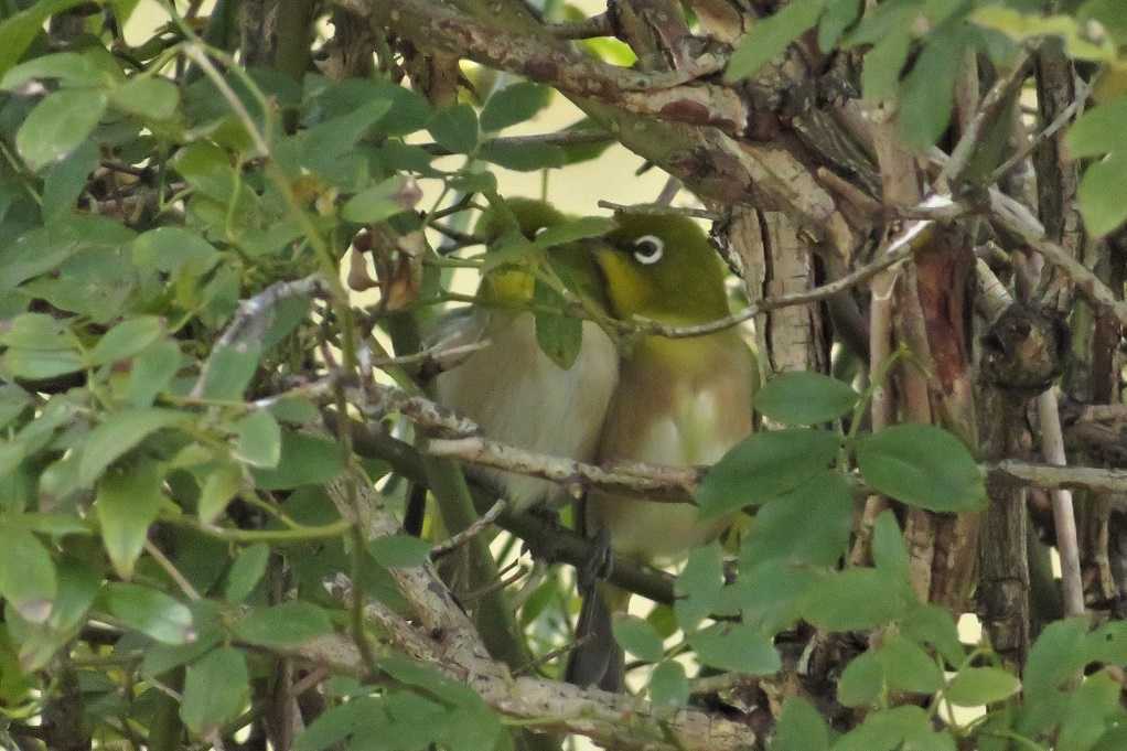 庭の鳥;シジュウカラが近くに、蜜柑メジロ、仲良しメシロ♂♀。 | 大分金太郎の花鳥蝶月 - 楽天ブログ