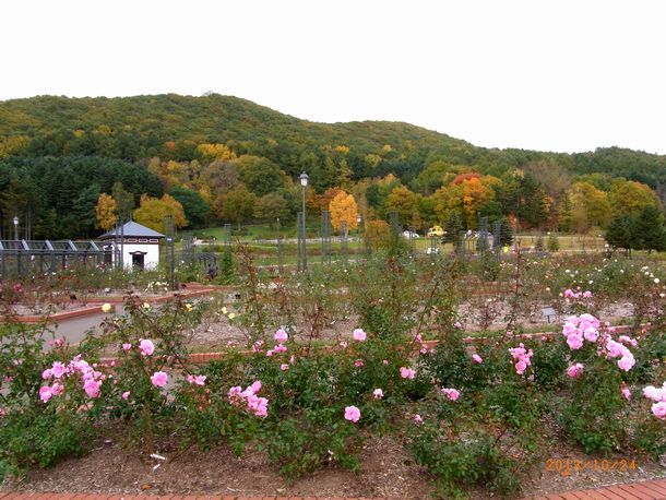 １０／２４岩見沢野外バラ園.jpg