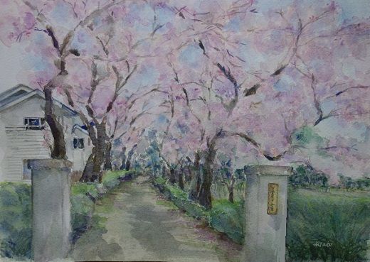桜の風景画 日々の暮らし 楽天ブログ