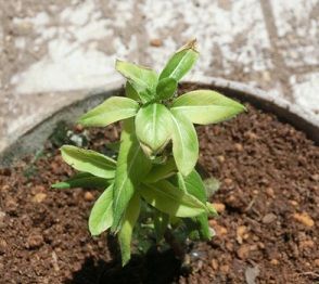 冬越しのニチニチソウ のんびりガーデニング 楽天ブログ