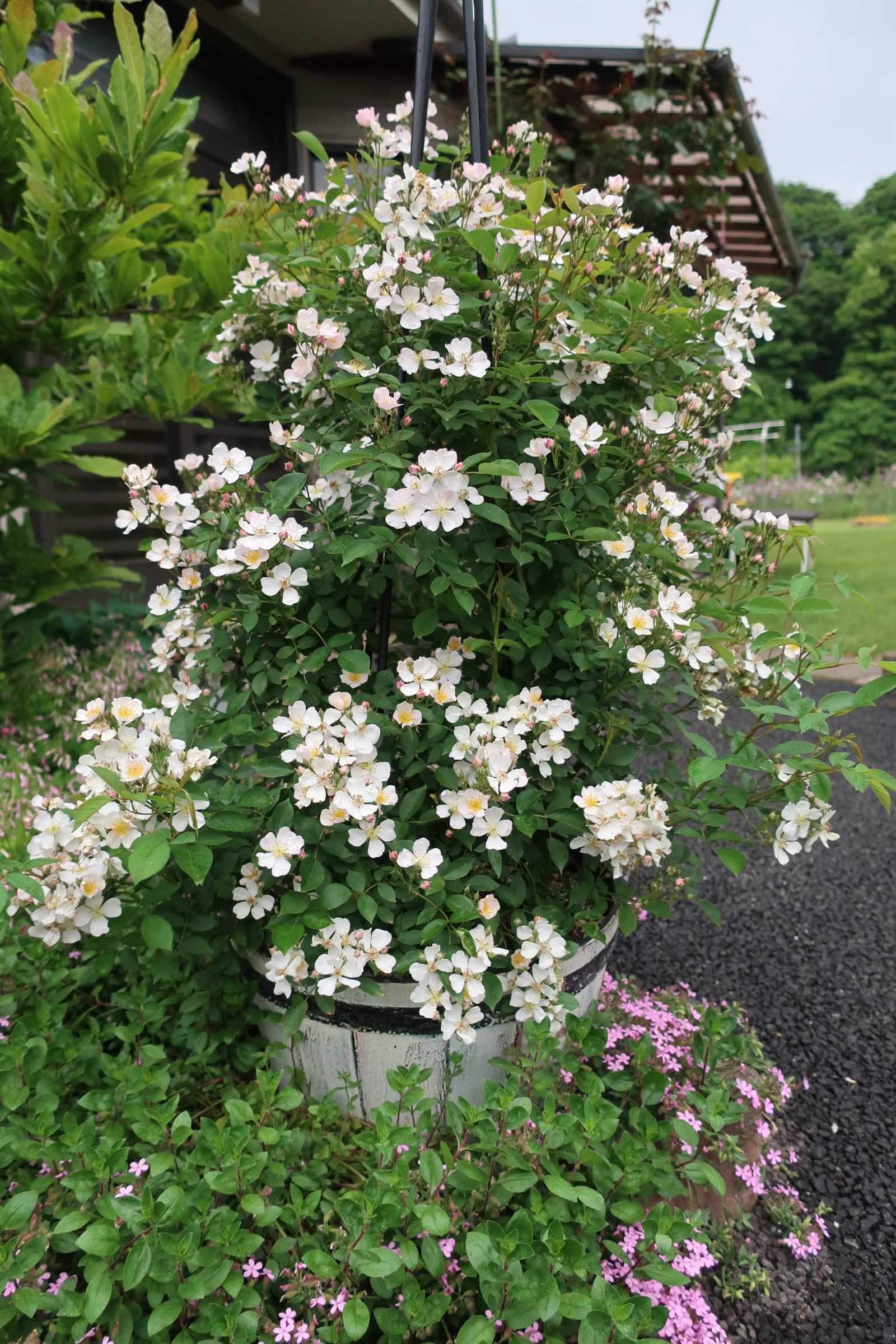 バラの剪定誘引 11 今日の空はあおい 楽天ブログ