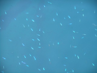 魚.jpg