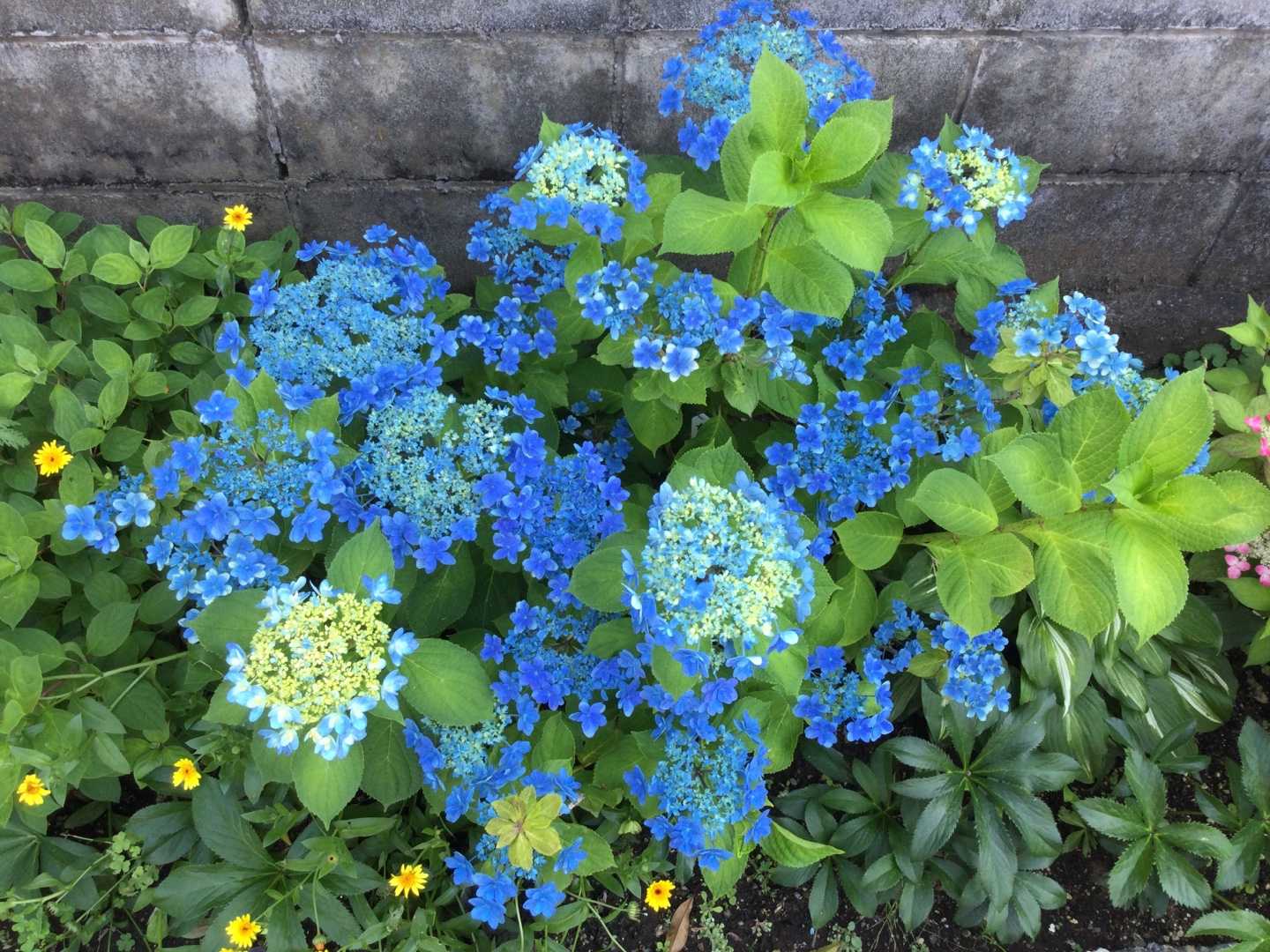 暑すぎてうなだれた紫陽花 夕暮れ時に復活する紫陽花 ばらと猫とフラメンコ 楽天ブログ