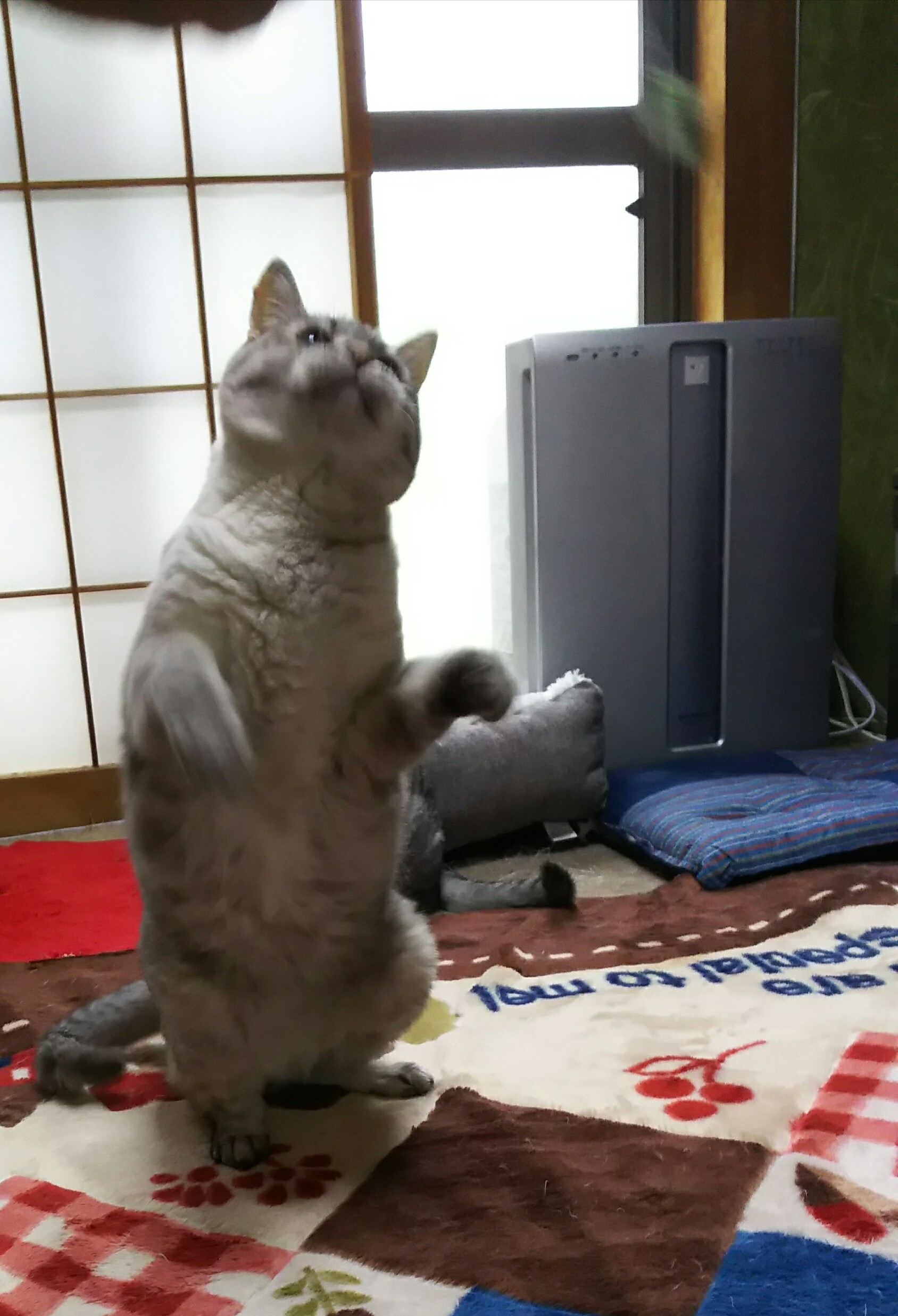 ふうちゃんとねこじゃらし.jpg